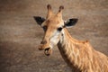 Adorable Giraffe chewing