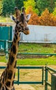 Adorable giraffe face in closeup, Endangered animal specie from Africa, popular zoo animals