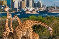 Adorable giraffes with Sydney Opera House and Sydney CBD view