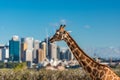 Adorable giraffes with Sydney Opera House and Sydney CBD view