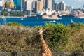 Adorable giraffes at Taronga Zoo with views over Sydney Harbour