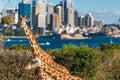 Adorable giraffes at Taronga Zoo with views over Sydney Harbour