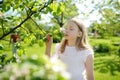 Adorable girl in blooming apple tree garden on beautiful spring day. Cute child picking fresh apple tree flowers at spring Royalty Free Stock Photo