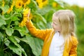 Adorable girl playing in blooming sunflower field on beautiful summer day. Royalty Free Stock Photo