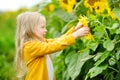 Adorable girl playing in blooming sunflower field on beautiful summer day. Royalty Free Stock Photo