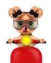 Adorable girl of yorkie sitting on a motorbike