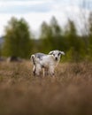 Adorable goat on the field in the rural area