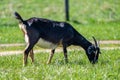 Adorable goat grazes on lush green grass in a peaceful environment