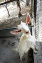 Adorable goat Royalty Free Stock Photo