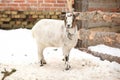 Adorable goat in winter