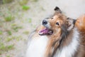 Adorable gold rough collie portrait from above Royalty Free Stock Photo