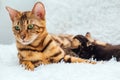 Bengal cat with her little kittens laying on the white fury blanket Royalty Free Stock Photo