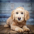 Adorable Golden-doddle Puppy