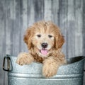 Adorable Golden-doddle Puppy