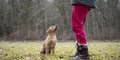 Adorable golden labrador retriever puppy looking at her owner Royalty Free Stock Photo