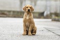 Adorable golden labrador retriever puppy sitting