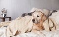 Golden Retriever Dog on Light Scandinavian Textile Coat