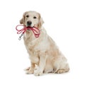 Adorable Golden Retriever dog holding leash in mouth on white background Royalty Free Stock Photo