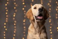 adorable golden retriever dog looking up and panting