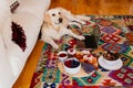 adorable golden retriever dog lying on the floor on a colorful carpet. healthy breakfast besides. working on laptop