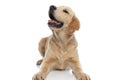 adorable golden retriever dog panting and feeling happy