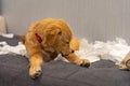 Cute golden retriever dog playing tissue papers on sofa Royalty Free Stock Photo