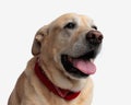 adorable golden retriever dog with red bandana looking away and panting Royalty Free Stock Photo