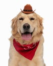 adorable golden retriever dog with sheriff hat and red bandana panting Royalty Free Stock Photo