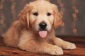 Adorable golden retriever dog sticking out tongue Royalty Free Stock Photo