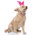 Adorable golden retriever dog wearing bunny ears and bowtie Royalty Free Stock Photo