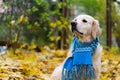 Adorable golden retriever dog wearing a scarf sitting on a fallen yellow leaves.