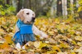 Adorable golden retriever dog wearing a scarf sitting on a fallen yellow leaves.