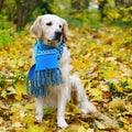 Adorable golden retriever dog wearing a scarf sitting on a fallen yellow leaves. Royalty Free Stock Photo