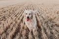 Adorable Golden Retriever dog in yellow field at sunset. Beautiful portrait of young dog making a wink face. Pets outdoors and