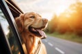 An adorable Golden Retriever enjoys the car ride, looking out the window. Summer trip Royalty Free Stock Photo