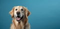 Adorable golden retriever with a funny open-mouthed expression on a blue background, symbolizing pet care