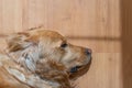 Adorable golden retriever puppy laying on a wooden floor Royalty Free Stock Photo