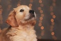 Adorable golden retriever puppy looking up Royalty Free Stock Photo