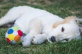 Adorable golden retriever puppy rest near a colorful ball Royalty Free Stock Photo