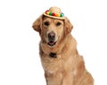 adorable golden retriever puppy with tassels hat sticking out tongue and panting Royalty Free Stock Photo