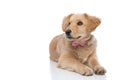 Adorable golden retriever puppy wearing pink bowtie Royalty Free Stock Photo