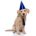 Adorable golden retriever puppy wearing polka dotted tie and birthday hat