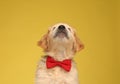 Adorable golden retriever puppy wearing red bowtie Royalty Free Stock Photo