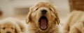 Adorable Golden Retriever Puppy Yawning Close Up Shot of Cute Fluffy Dog Showing Peaceful and Relaxed Expression Royalty Free Stock Photo