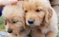 Adorable Golden Retriver breed puppies Royalty Free Stock Photo