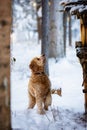 Adorable goldendoodle dog in a forest covered in the snow Royalty Free Stock Photo