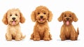 Adorable Goldendoodles and Labradoodles Having Fun and Playful Moments Royalty Free Stock Photo