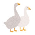 Adorable goose and duck isolated on white background. Pair of funny cartoon domestic birds, farm poultry, fowl or