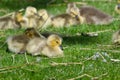 Adorable Goslings Resting in the Green Grass