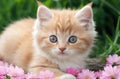 Adorable Grass Napper: Cute Kitten Lounging in the Greenery. Royalty Free Stock Photo